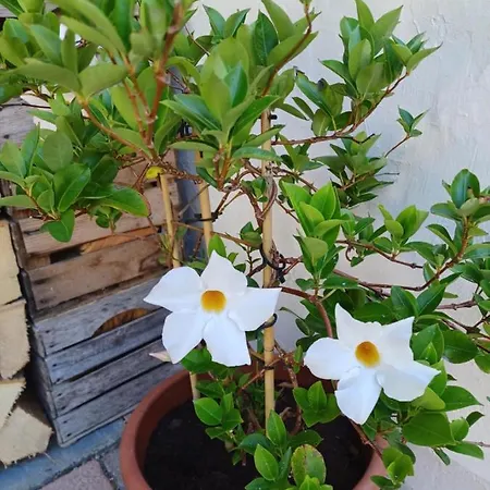 Appartamento Romy Mit 3 Gaestezimmer