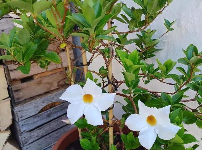 Apartamento Romy Mit 3 Gaestezimmer